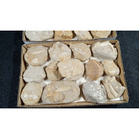 Mixed fossils cretaceous period