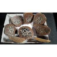 Septaria